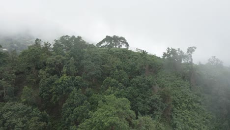 Drone-slowly-pans-over-the-surface-of-a-misty-forest-mountain-floor-towards-a-large-tree,-before-descending-into-the-misty-depths-of-the-mountain