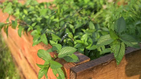 watering pepper mint slow motion of green natural herbs plant in organic home garden