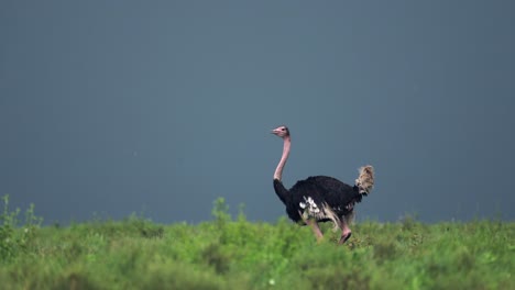 Ostrich-Walking-in-Tanzania-in-Africa-on-African-Plains-Landscape-Scenery,-Rainu-Season-Storm-Clouds-and-Dramatic-Stormy-Sky-in-Ngorongoro-Conservation-Area-in-Ndutu-National-Park-in-Tanzania