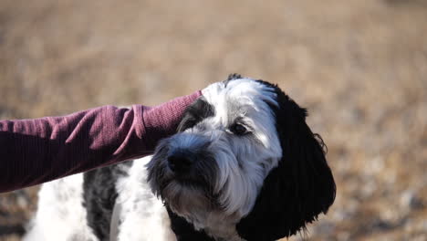 adorable labradoodle dog on a shingle beach in the uk being stroked by owner and licking its mouth