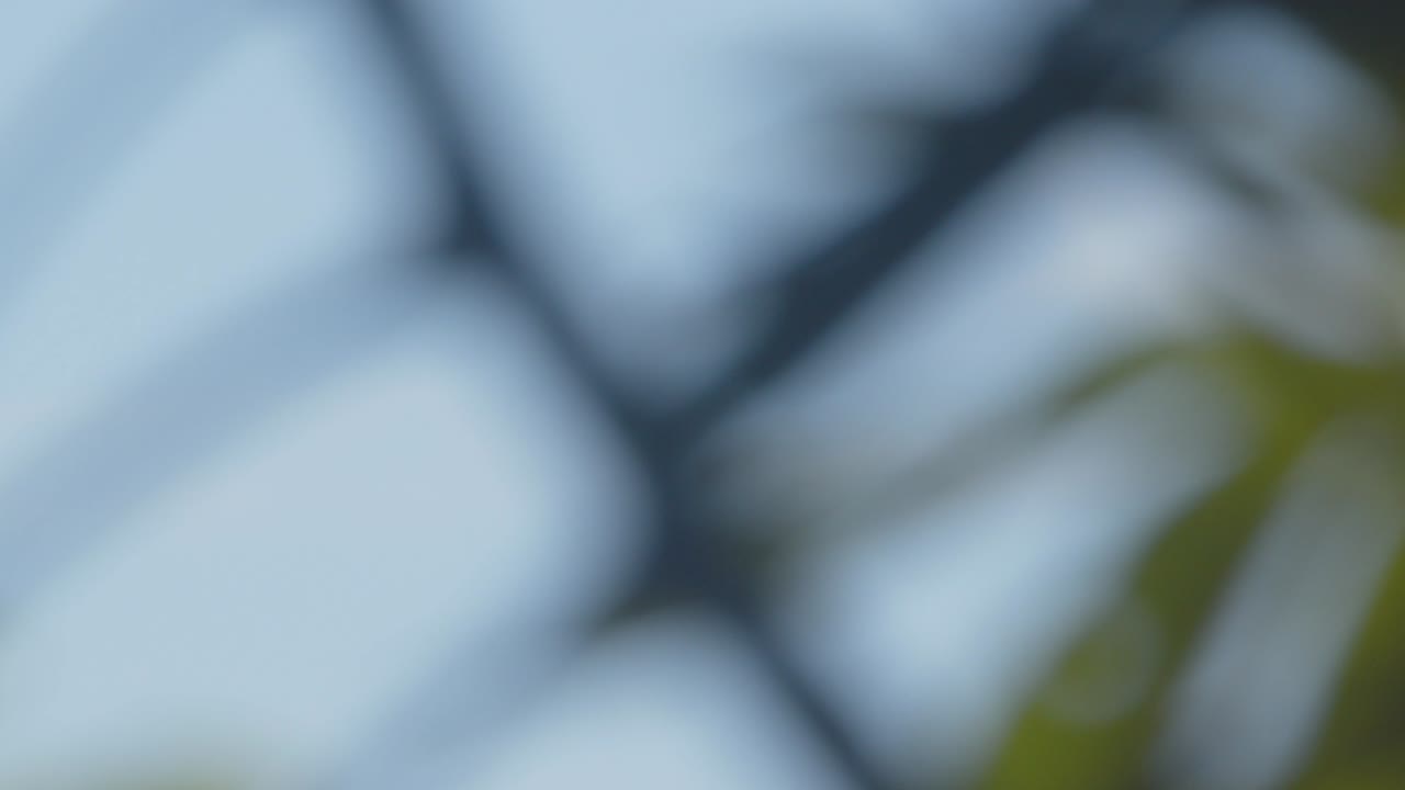 A stunning Green winged Macaw flies effortlessly over the Peruvian rainforest’s rich greenery tracked in slow motion