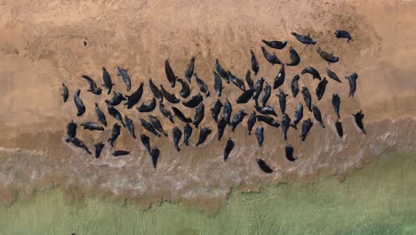 seals chilling out in blasket islands 4k cinematic drone footage - dingle co.kerry - ireland 05.12