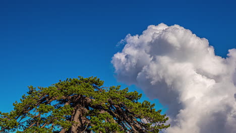 a ground level shot of a wind shear time lapse on the clear sky above a green tree