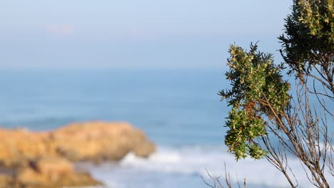 ocean waves and coastal plants in melbourne