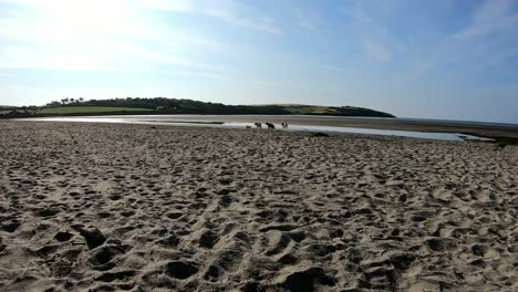 Dog-starts-running-on-a-sandy-beach-towards-sea-and-other-dogs