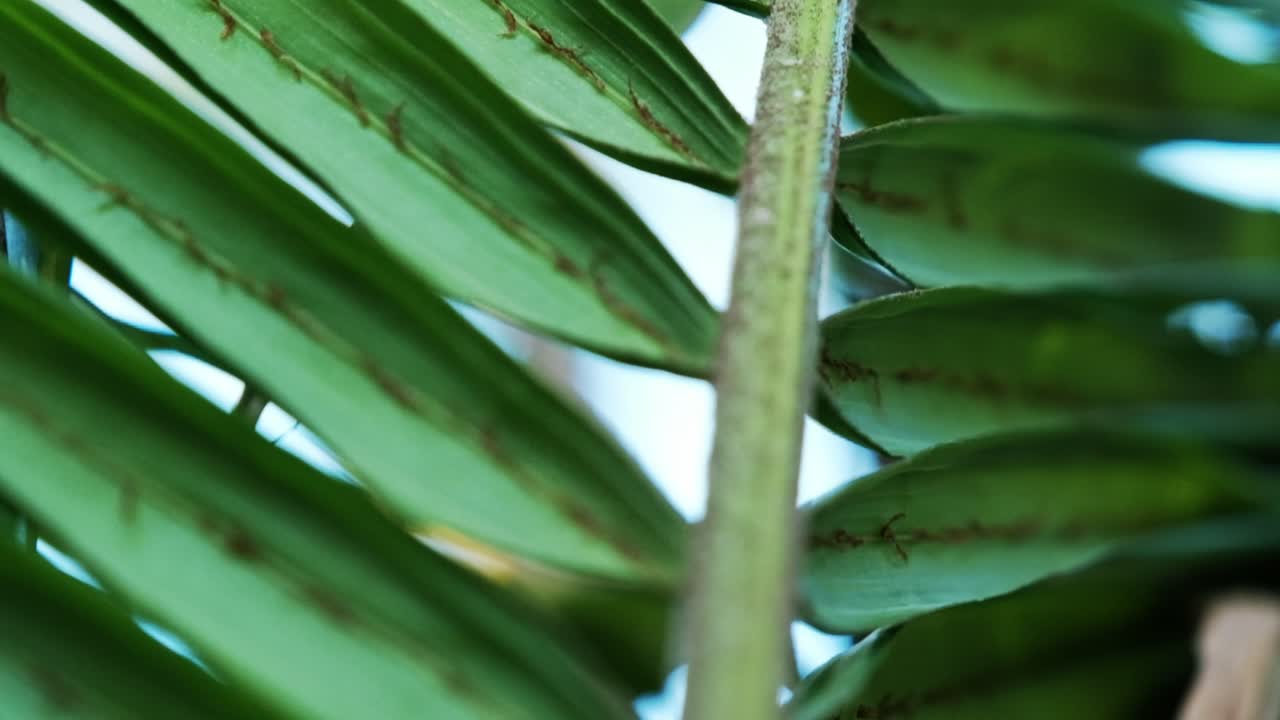 A palm frond up close