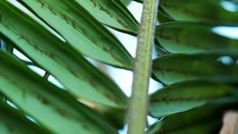 a palm frond up close