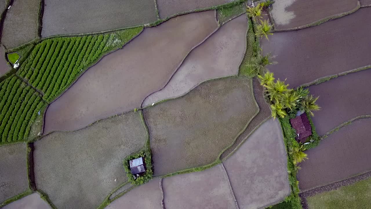 maravillosa vista aérea vuelo vertical a vista de pájaro drone de arrozales de bali, durante el verano de 2017