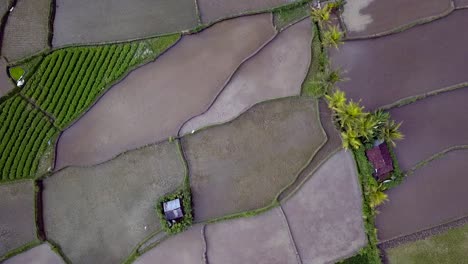 Maravillosa-Vista-Aérea-Vuelo-Vertical-A-Vista-De-Pájaro-Drone-De-Arrozales-De-Bali,-Durante-El-Verano-De-2017