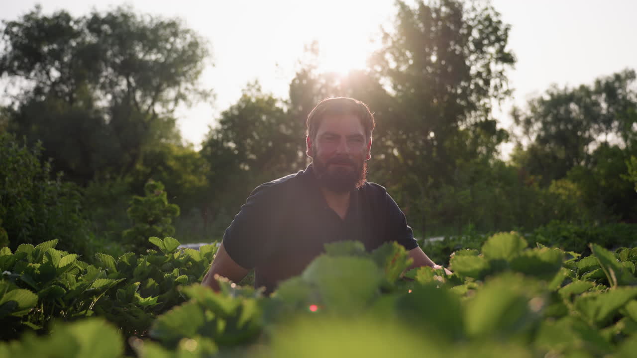 Close up of bearded man squatting in farm amid lush greenery as warm sun flare glows through camera lens, highlighting backlit foliage and dewy soil textures in early morning harvest scene