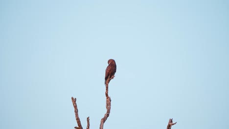 brown snake eagle bird of prey perched on dead tree, shaking his head