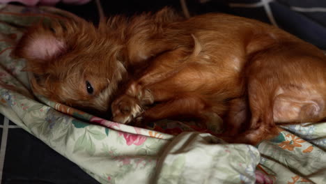 perro de raza mixta senior lamiendo su pata-2