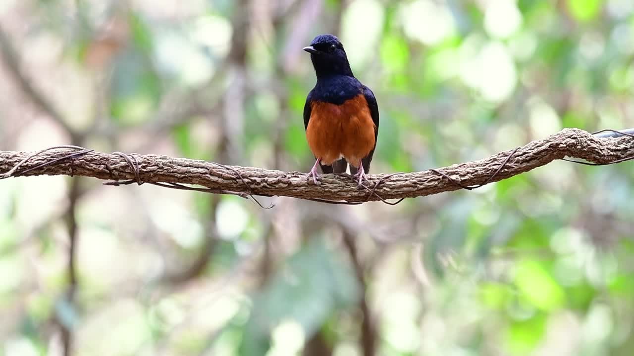 shama de rabadilla blanca encaramado en una vid con fondo bokeo del bosque, copsychus malabaricus, en cámara lenta