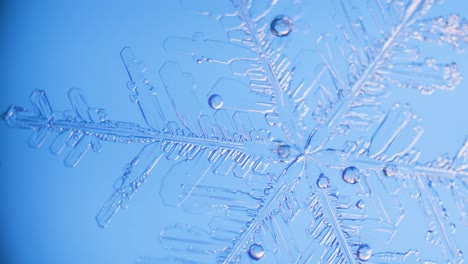 snowflake close up under microscope panning view blue background fine details