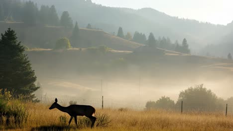 wild deer wandering through a misty valley at sunrise, surrounded by majestic mountains and trees, creating a serene and peaceful atmosphere in the early morning light