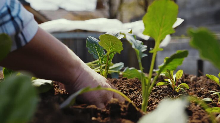 Planting seedlings in a garden