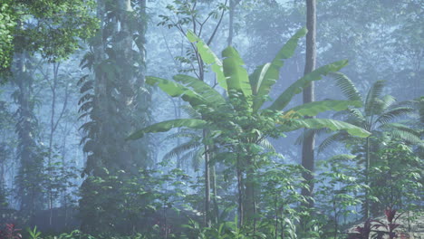 misty rainforest landscape