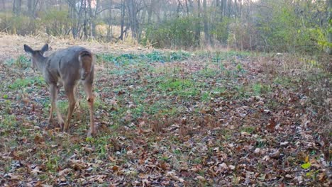 two whitetail deer slowly walks thru a food plot at the edge of a corn field and the woods on a snowy day in the american midwest