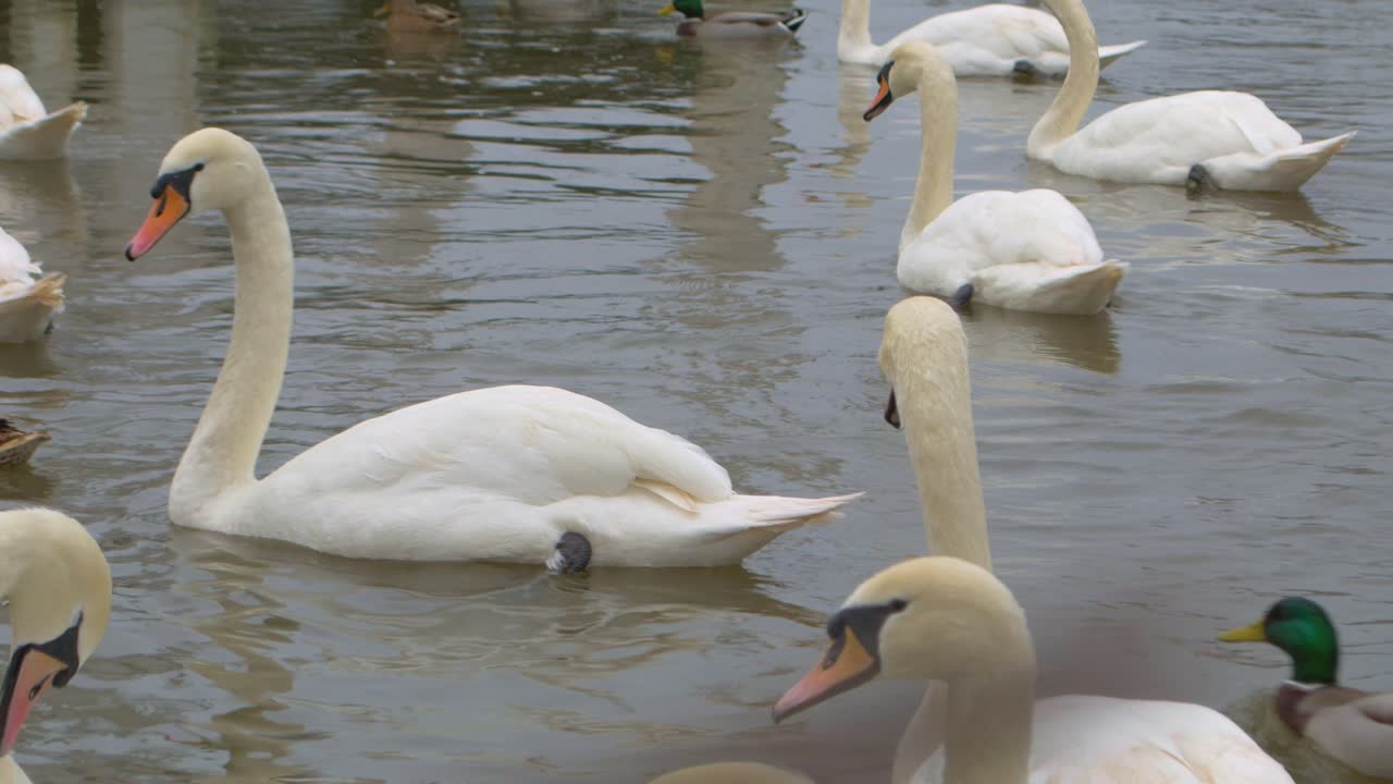 los cisnes blancos se alimentan de agua en el frío del reino unido.