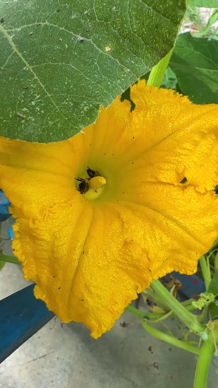 yellow colorful green fresh pumpkin flower blossom in rural countryside in iran nature hyrcanian forest bee honey agriculture botany garden growth herb plant pollen pollination squash zucchini plant
