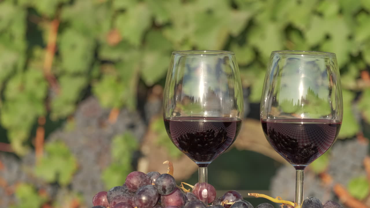 copa de cata de vino tinto en el campo de la agricultura de viñedos
