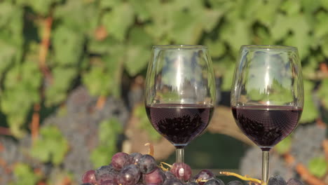 red wine tasting glass in vineyards agriculture field