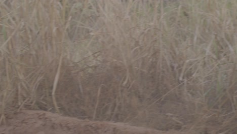 Maned-wolf-walking-on-grassland-in-the-wild,-lobo-guará-no-Cerrado