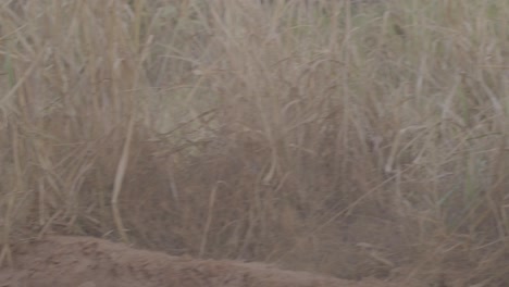 lobo de crin caminando sobre pastizales en la naturaleza, lobo guará no cerrado