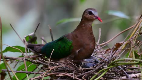 The-Common-Emerald-Dove-is-common-to-Asian-countries-and-it's-famous-for-its-beautiful-emerald-coloured-feathers