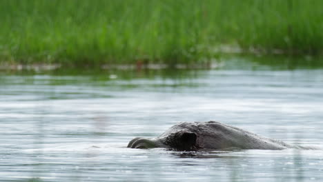 Kopf-Des-Nilpferds-über-Wasser---Nahaufnahme