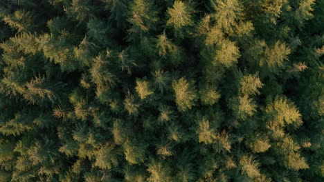 aerial shot slowing rising from a coniferous forest at sunrise