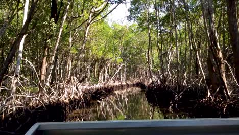 recorriendo los manglares de los everglades de florida en hidrodeslizador pov ee.uu.