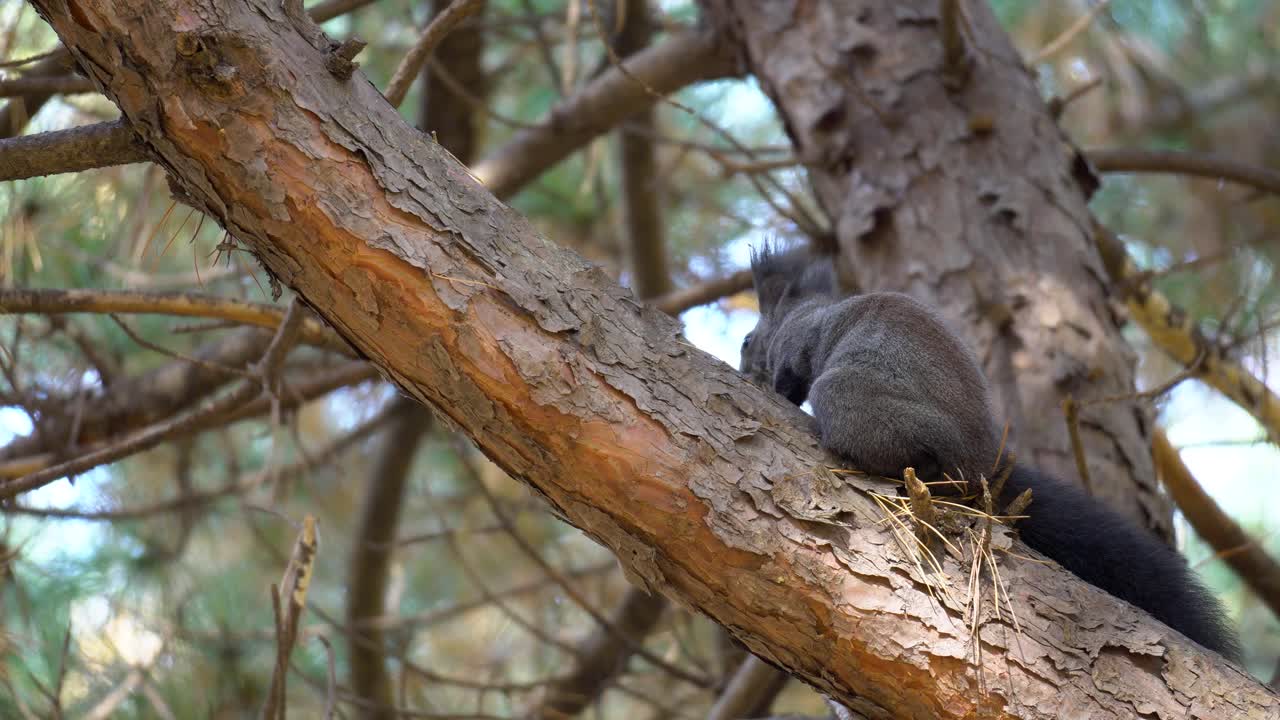 ardilla arbórea coreana saltando sobre un pino en el bosque otoñal de yangjae, corea del sur