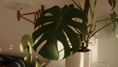 dolly in monstera plant in the living room on a sunny day