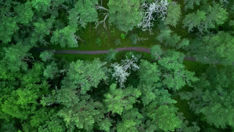 a hiking trail in a green forest - straight down aerial view