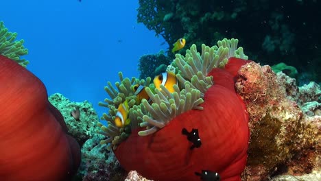 red sea clownfish in two red sea anemones wide angle shot