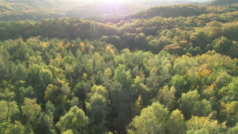 Interminable-Bosque-Witomino-En-Gdynia,-Polonia-Con-Bengalas-Solares