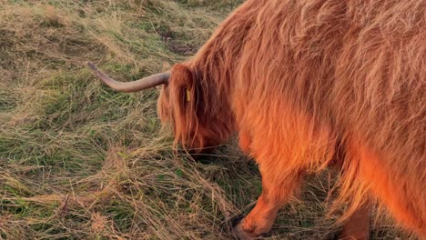 close up of a highland cow grazing on grass