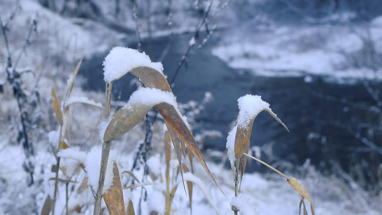 Gorgeous footage of white snow covered tall wheat or grass in the foreground during winter cloudy day, focus changes to blue ice cold river water flowing in the background, foreground becomes blurry.