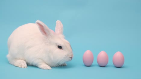 white cute easter bunny on a blue background. bunny sits with pink easter eggs