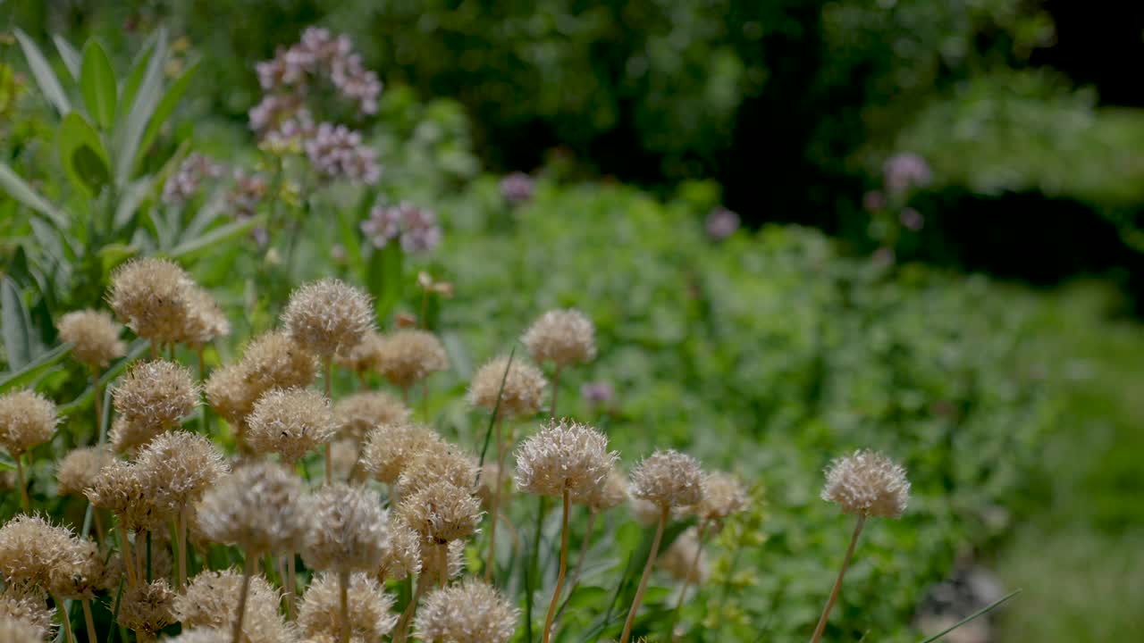 Chives in an herb garden as bees service surrounding plants.