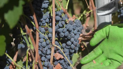 close-up of gloved hands cutting wine grapes from the vine