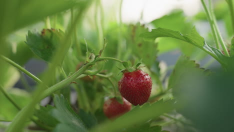 close up ripe strawberry with tiny insect walking along fuzzy stem dew glistening on green leaves in sunlit garden macro shot highlighting natural detail and textured surface vibrancy