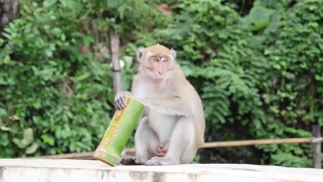 monkey holding a snack in krabi, thailand