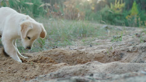 A-funny-dog-digs-a-hole-in-the-sand---a-fun-walk-in-the-forest-with-a-pet