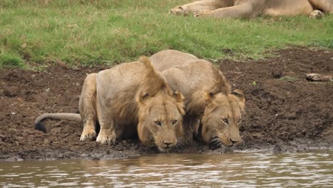 two lions beside each other drinking water from the river