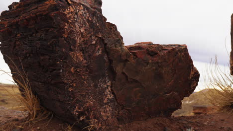 giant wood log at petrified forest national park in arizona, static shot