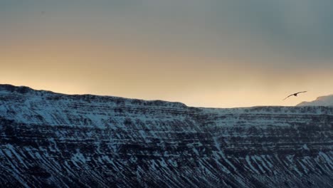 bird flying the snowy cliff in west fjords, iceland on a cloudy winter day - tracking shot