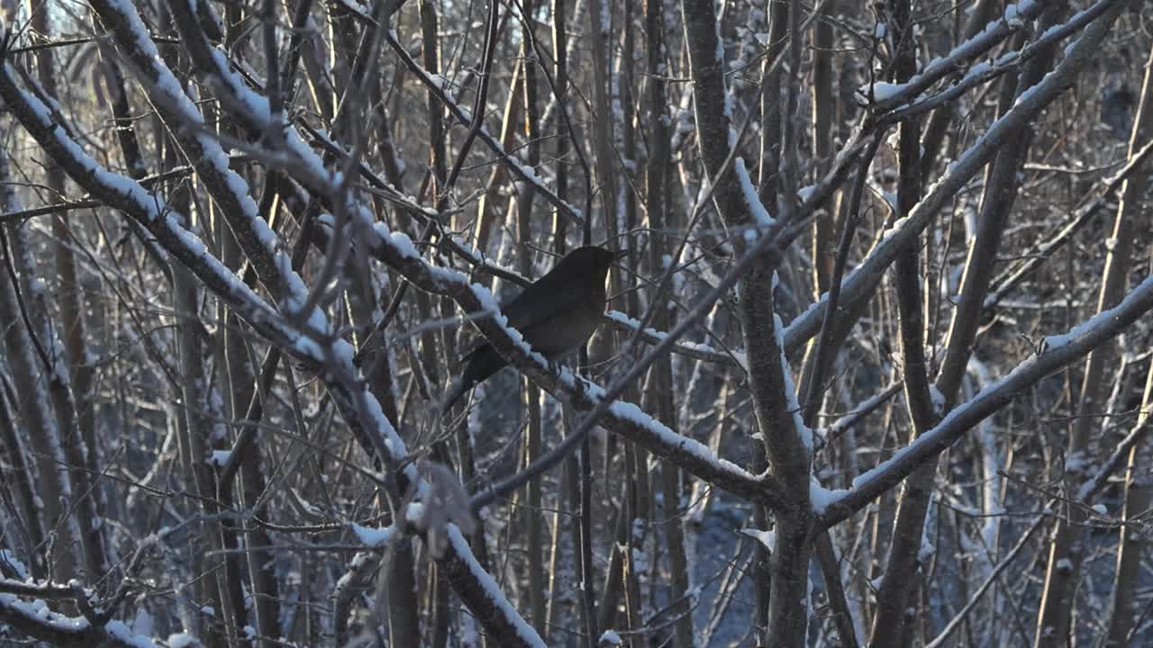 las ramas y ramas están cubiertas de hermosa nieve blanca, el sol