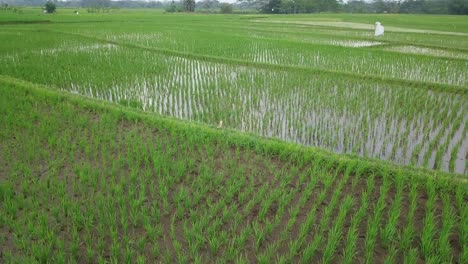 Toma-En-órbita-De-Un-Pájaro-Ardeidae-De-Pie-En-Medio-Del-Campo-De-Arroz